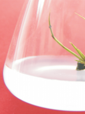 5. In vitro culture of Bamboo species