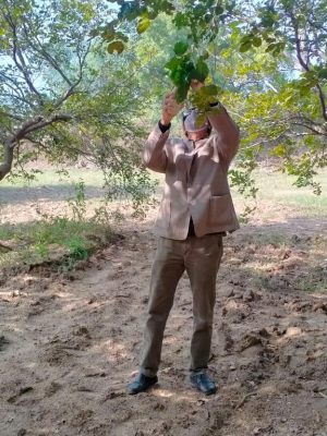 Pongamia-field-physiology-data-collection-p1