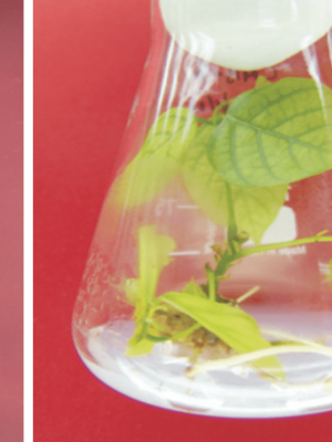 6. In vitro culture of Pongamia pinnata